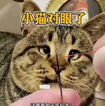 对眼猫是天生的吗？这些原因你一定要知道！