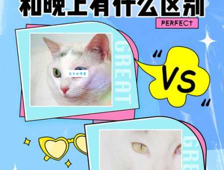 对眼猫是天生的吗？这些原因你一定要知道！
