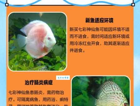 云石神仙吃什么好？喂食技巧让鱼儿更健康！