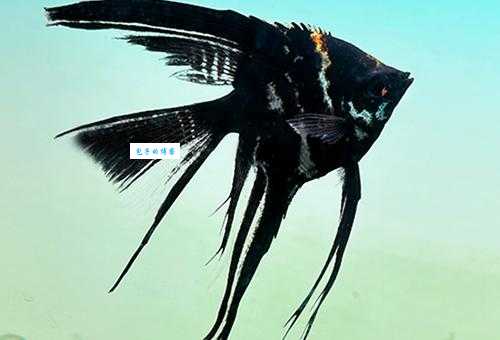 云石神仙吃什么好？喂食技巧让鱼儿更健康！