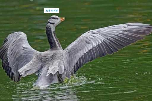 如何分辨斑头雁和其他大雁？资深观鸟人教你！