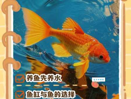 金鱼有胃吗？养金鱼的你一定要了解的冷知识！