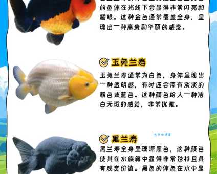 金鱼有胃吗？养金鱼的你一定要了解的冷知识！