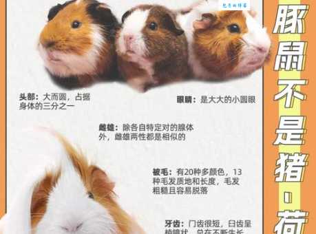 荷兰猪能长多大？别被它们的外表骗了！