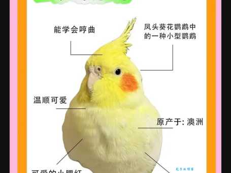 玄凤鹦鹉多少钱一只才划算？购买攻略少花钱！