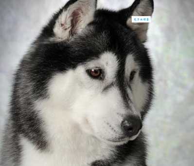 哈士奇价格受什么影响？3个因素要知道！