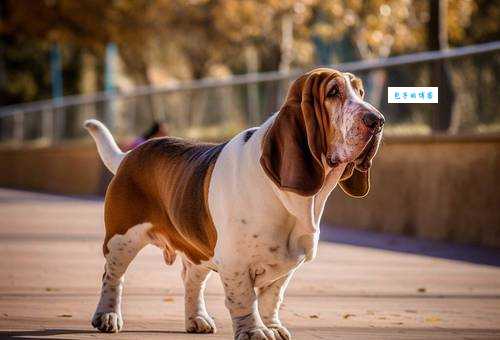 想养巴吉度好养吗？看完这篇饲养攻略再决定！