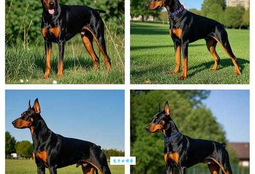 杜宾犬舍推荐：盘点口碑最好的杜宾犬舍！