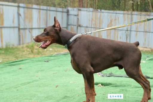 杜宾犬舍推荐：盘点口碑最好的杜宾犬舍！