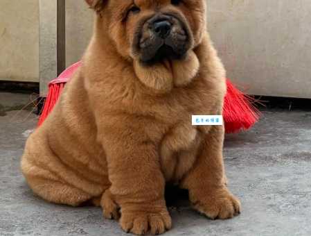 北京松狮犬舍如何挑选？新手必看选购指南！