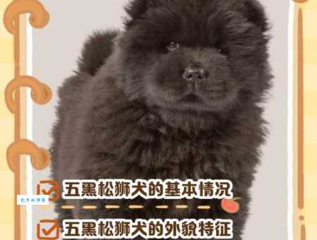 北京松狮犬舍如何挑选？新手必看选购指南！