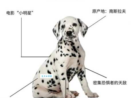 大麦町犬智商高不高？看它排名就知道了！