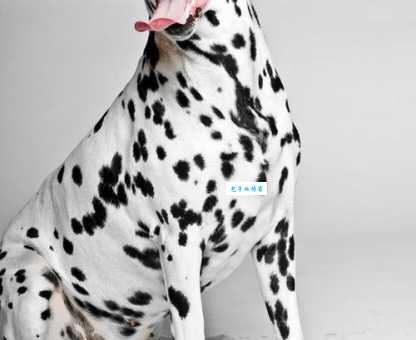 大麦町犬智商高不高?看它排名就知道了!