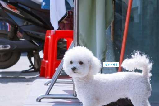 蜡笔小新家的狗叫什么？小白的超萌日常盘点！