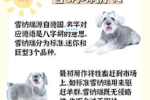 大瑞可犬舍口碑好不好?真实用户评价分享!