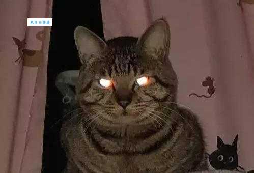 车猫虫证书打一成语是什么？这道谜题难倒了无数人！