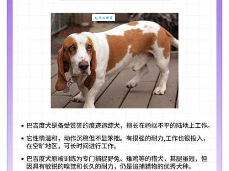 巴吉度多少钱一只？2025年最新市场价格大揭秘！