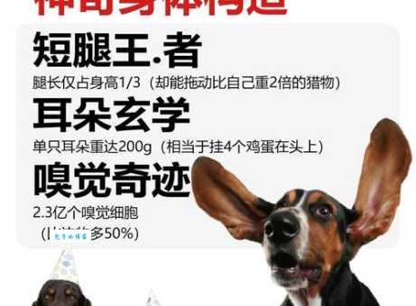 巴吉度多少钱一只？2025年最新市场价格大揭秘！