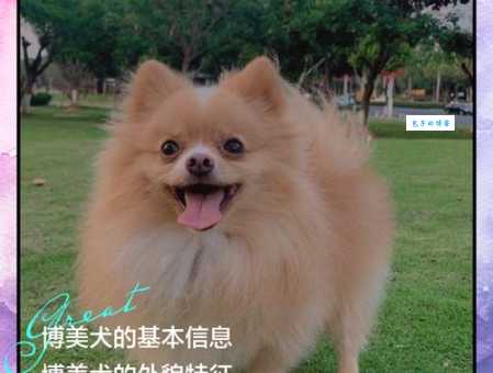 英系博美价格多少钱一只?新手买狗必看防被坑!