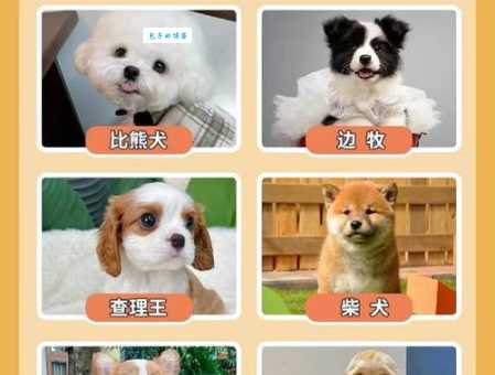 英系博美价格多少钱一只？新手买狗必看防被坑！