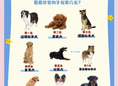 巨星犬舍选哪个品种好？这几个狗狗超受欢迎！