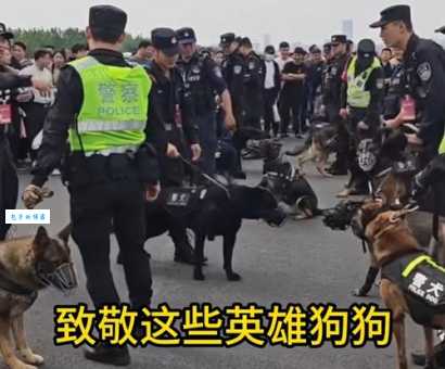 铁警神犬怎么训练？揭秘警犬的日常特训！