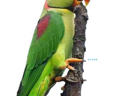 亚历山大鹦鹉价格受什么影响？影响因素全解析！