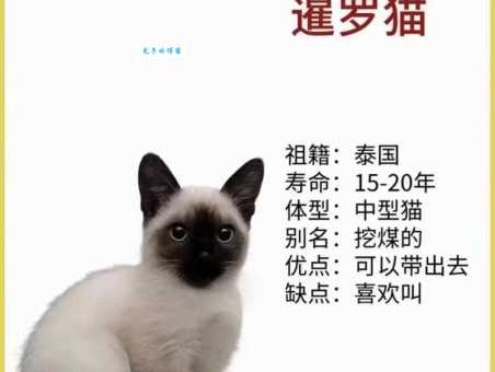 暹罗怎么读？地道发音带你游暹罗！