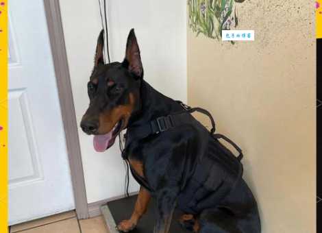 北京杜宾犬舍怎么选？资深犬主教你避坑！