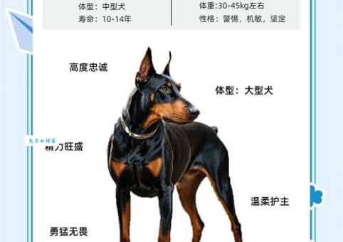 北京杜宾犬舍怎么选？资深犬主教你避坑！