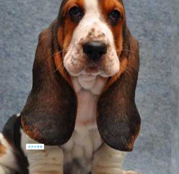 想买巴吉度？价格贵不贵？看完这篇就知道！