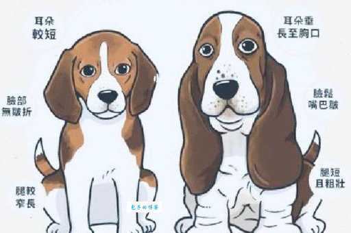 想买巴吉度？价格贵不贵？看完这篇就知道！