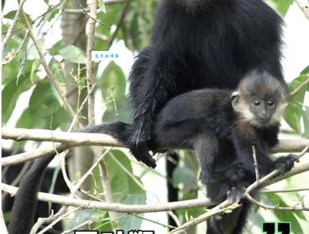 叟猴是濒危动物吗？保护它们刻不容缓！