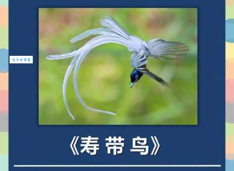 家里来了白头翁有何寓意?不请自来的鸟儿预示什么?