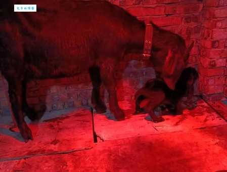 努比亚山羊价格查询：养殖户必看价格表！