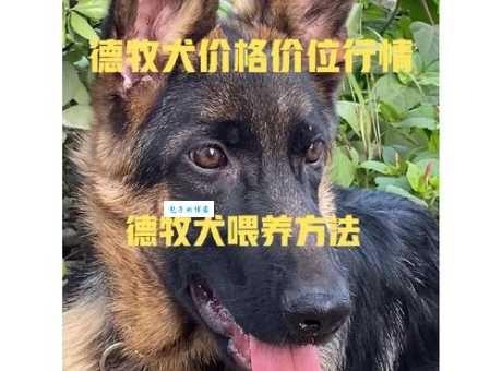 正规德牧犬舍有哪些？教你识别纯种德牧犬！