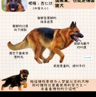 正规德牧犬舍有哪些？教你识别纯种德牧犬！