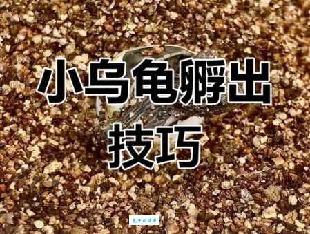 蛋龟之家怎么养？详细喂养教程助你轻松上手！