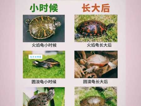 蛋龟之家怎么养？详细喂养教程助你轻松上手！