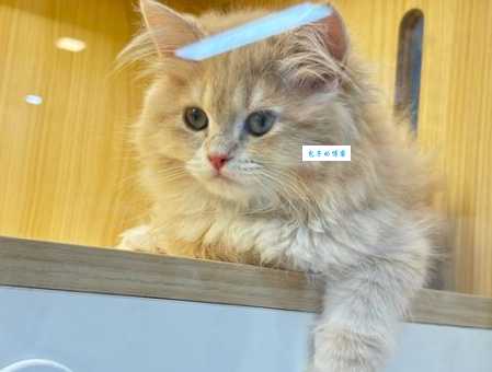 加州闪亮猫好养吗？新手看这篇轻松上手！