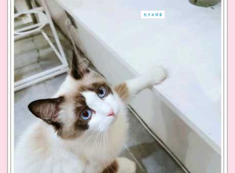 加州闪亮猫好养吗？新手看这篇轻松上手！