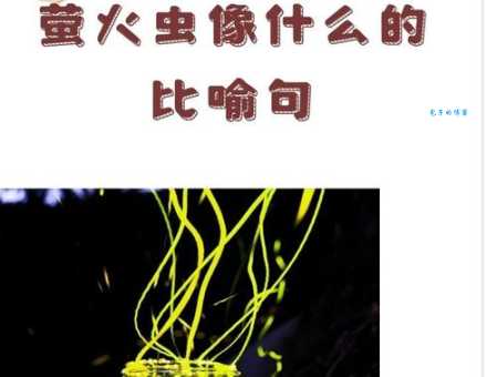 照夜清是萤火虫吗？你知道它真正的身份吗？