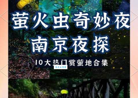 照夜清是萤火虫吗？你知道它真正的身份吗？