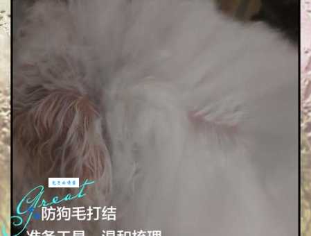 西帕凯犬掉毛厉害吗？教你几个妙招轻松应对！