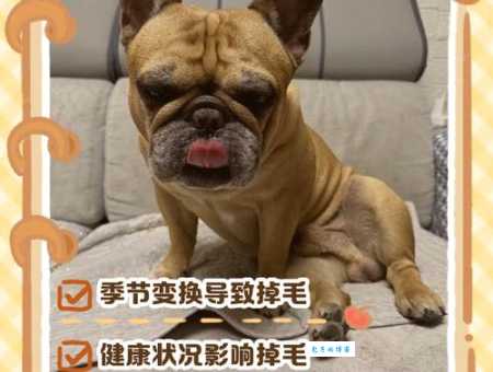 西帕凯犬掉毛厉害吗？教你几个妙招轻松应对！