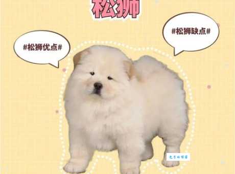 避坑指南：选择松狮犬舍要注意什么？