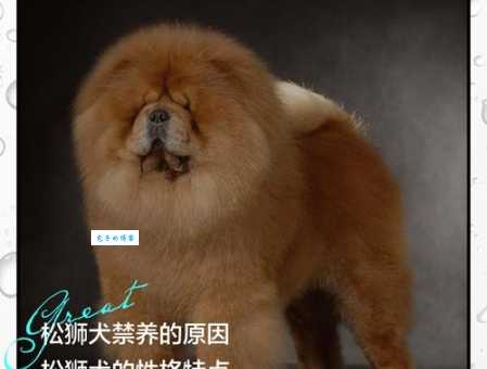 避坑指南：选择松狮犬舍要注意什么？