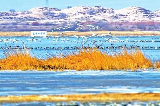 我国草原候鸟冬天的栖息地探秘，你知道多少？