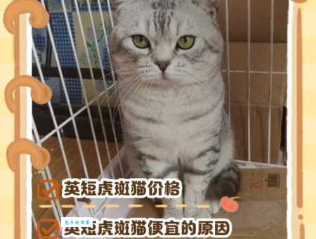 虎斑猫价格多少钱一只？2025年最新价格揭秘！