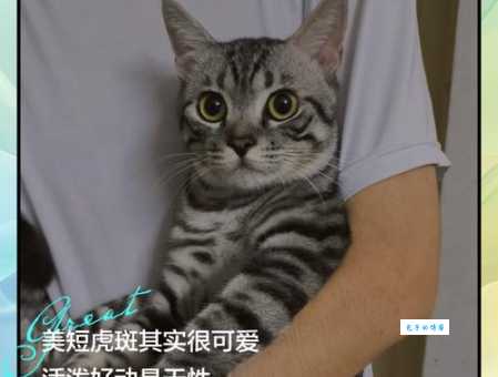 虎斑猫价格多少钱一只？2025年最新价格揭秘！